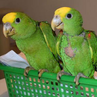 A pair of Double Yellow-Headed Amazon parrots for sale