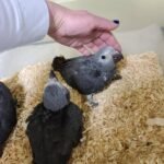 Baby African Grey parrots for sale ‎Price: