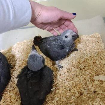 Baby African Grey parrots for sale ‎Price: