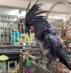 ‎Black Palm Cockatoo parrots and babies for sale.