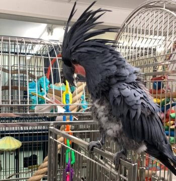 ‎Black Palm Cockatoo parrots and babies for sale.