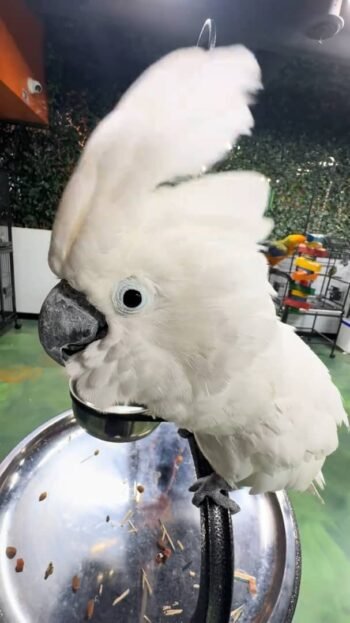 Umbrella Cockatoo parrots and babies For Sale