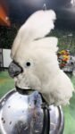 Umbrella Cockatoo parrots and babies For Sale
