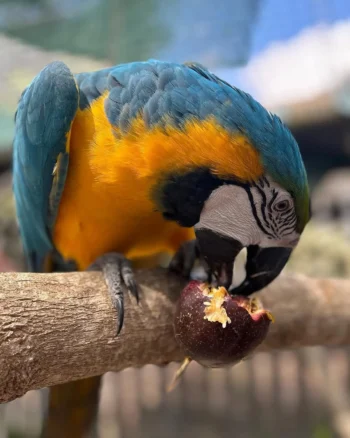 Macaw Parrots for Sale