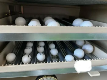 Fertile Parrot Eggs for Sale