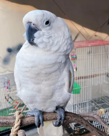 Cockatoo Parrots for Sale